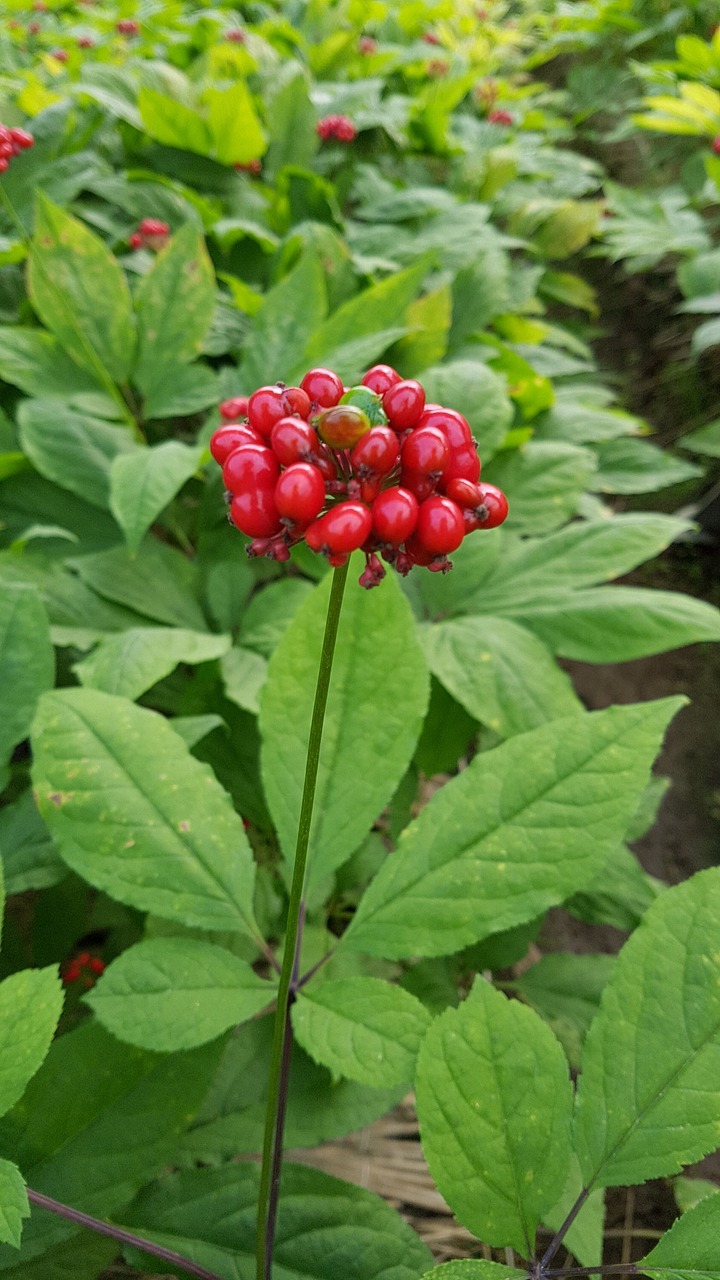 ginseng plants agriculture free photo