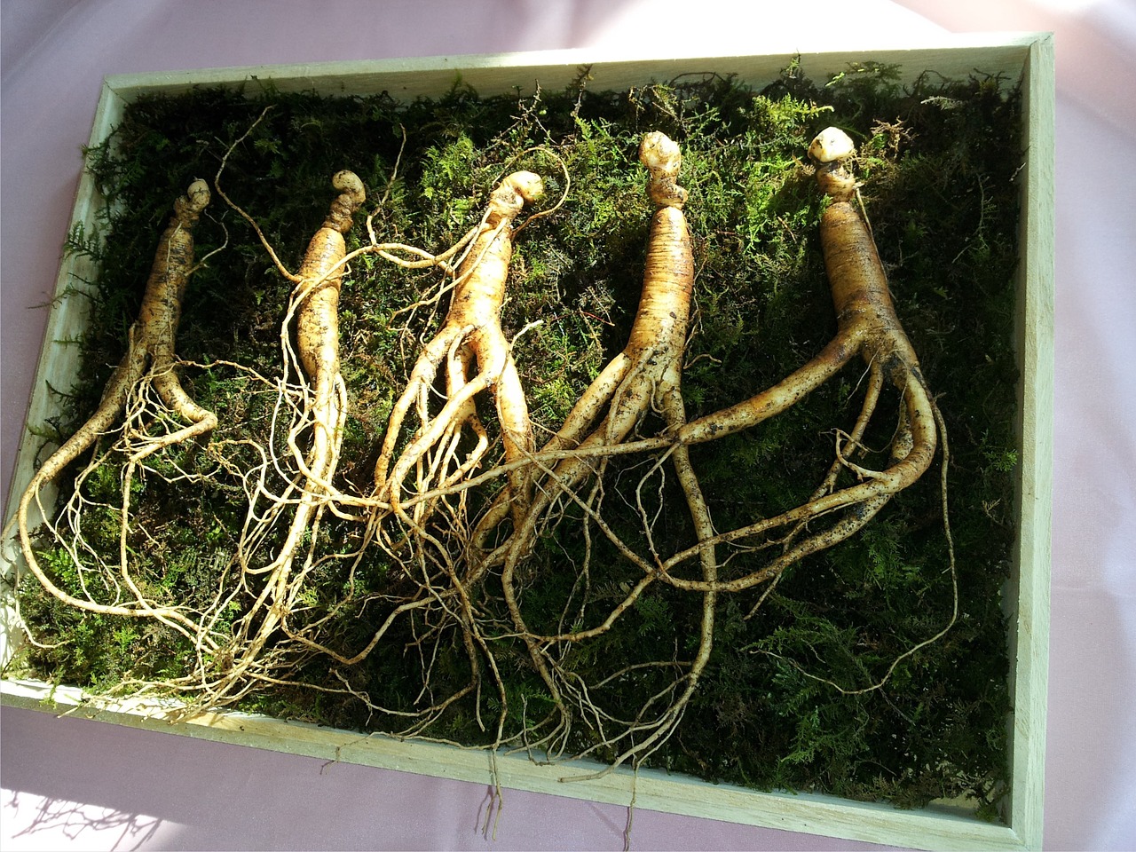 ginseng sansam free pictures free photo