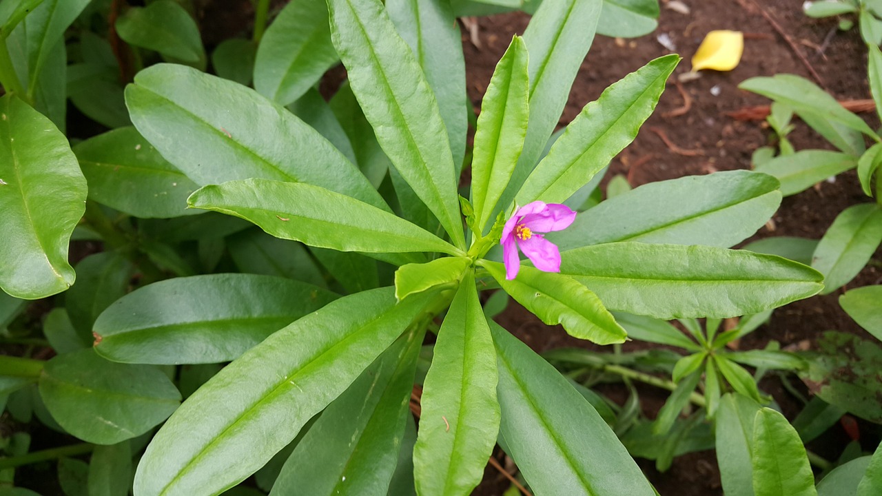 ginseng thailand ginseng herb free photo