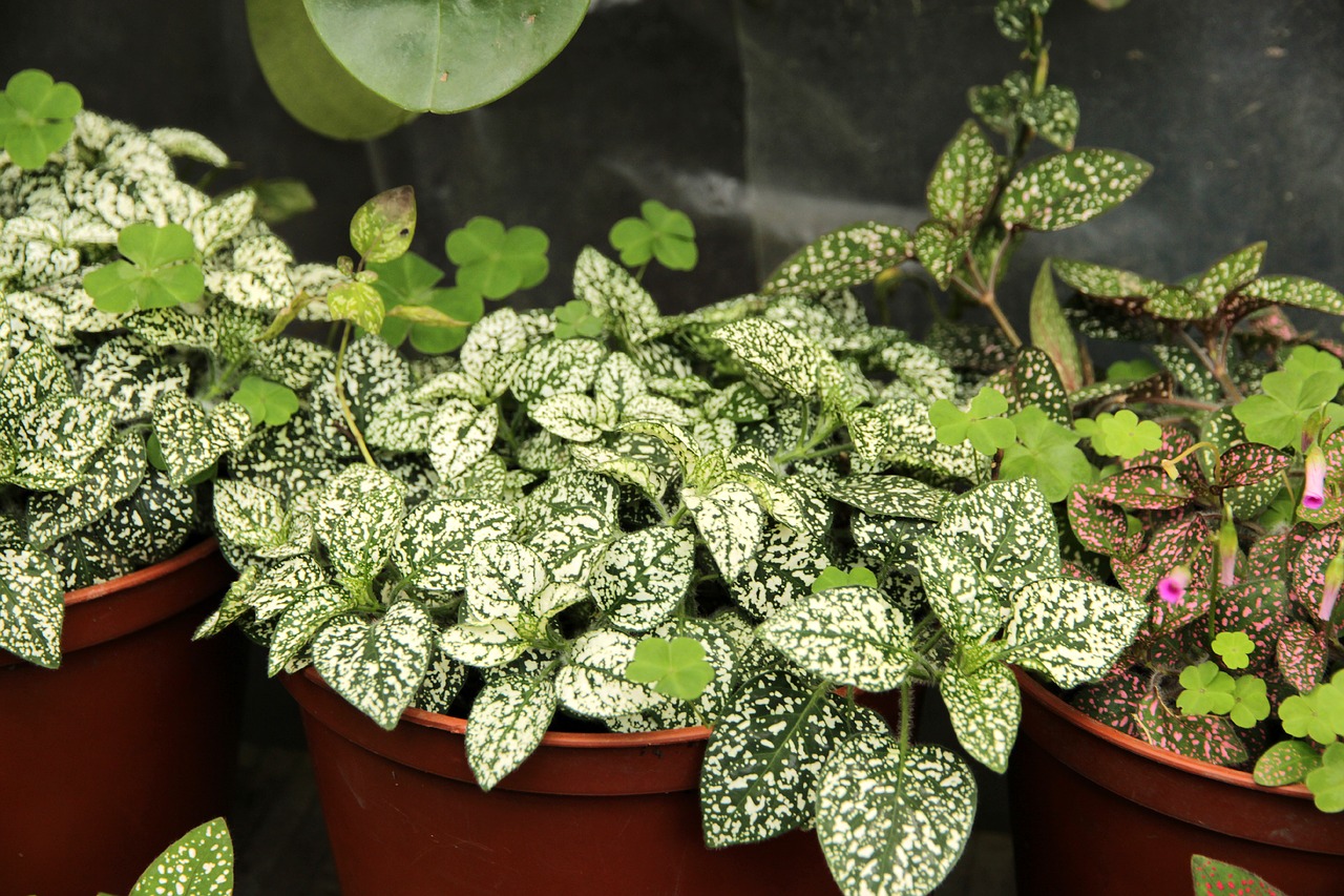 gipoestes  hypoestes  plant free photo