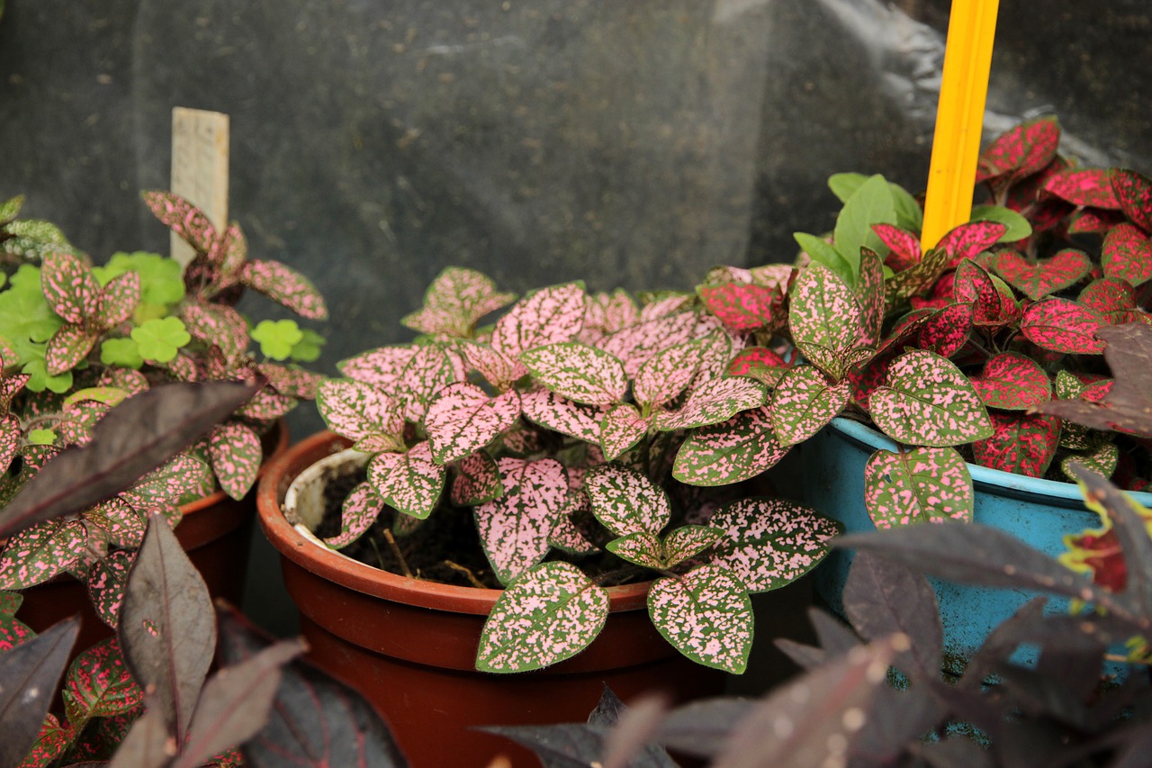 gipoestes  hypoestes  plant free photo