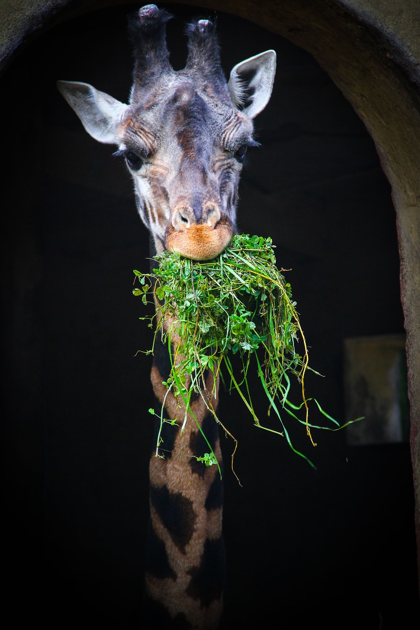 girafa zoo eating free photo