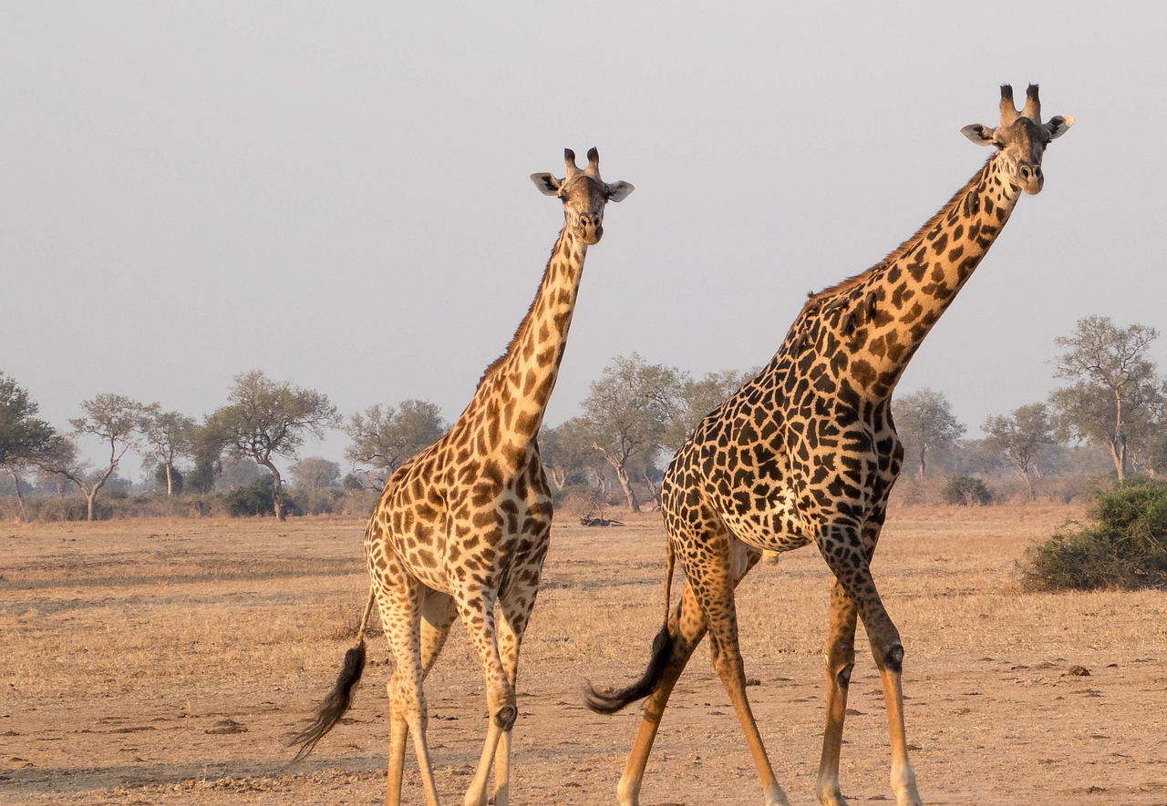 girafe africa animal free photo