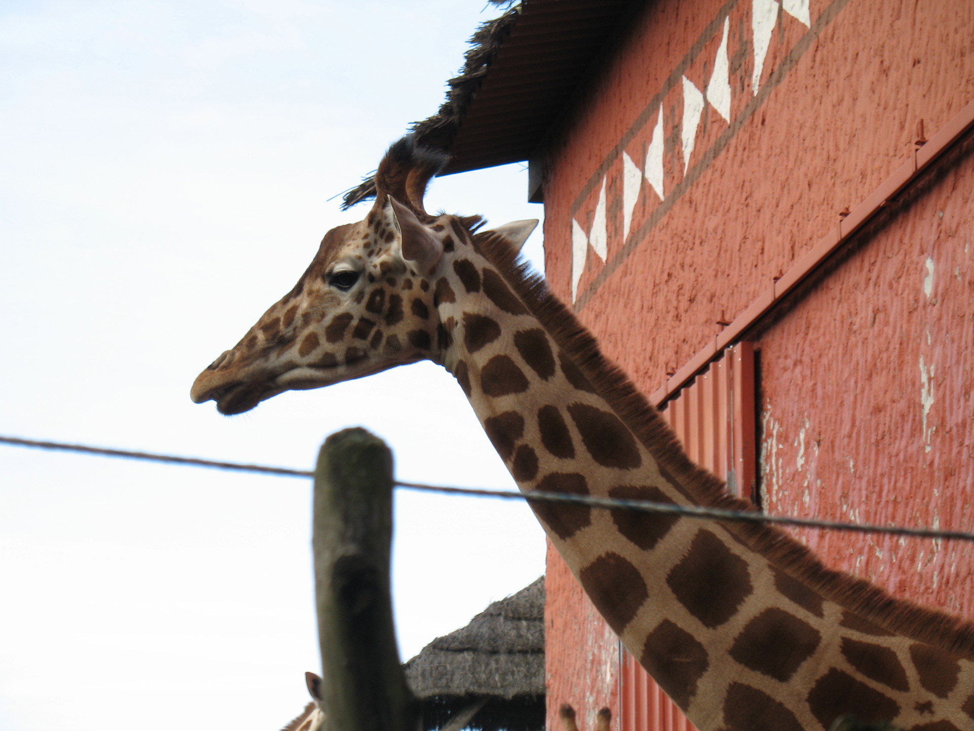 giraffe zoo giraffe free photo