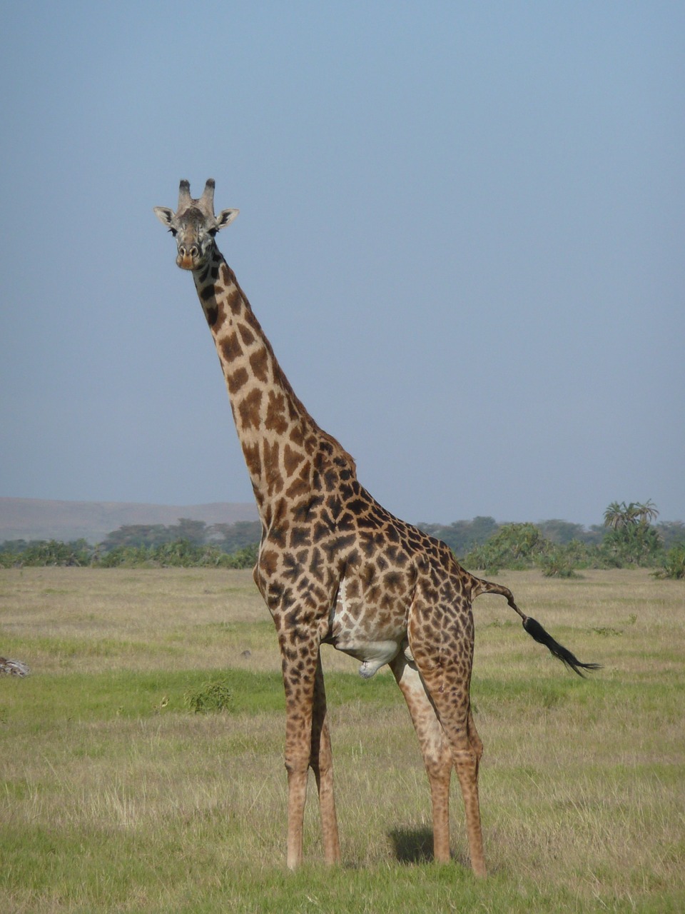 giraffe kenya africa free photo
