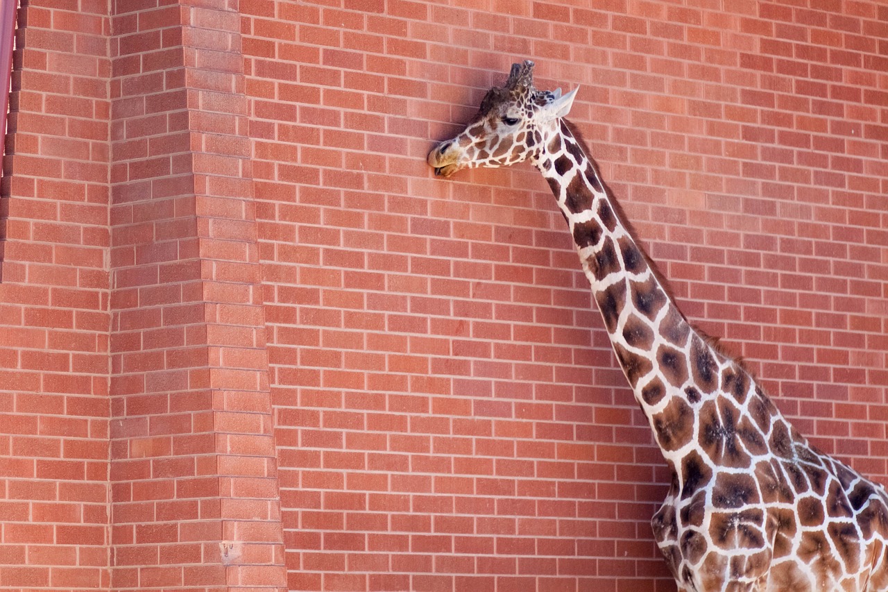 giraffe brick wall free photo