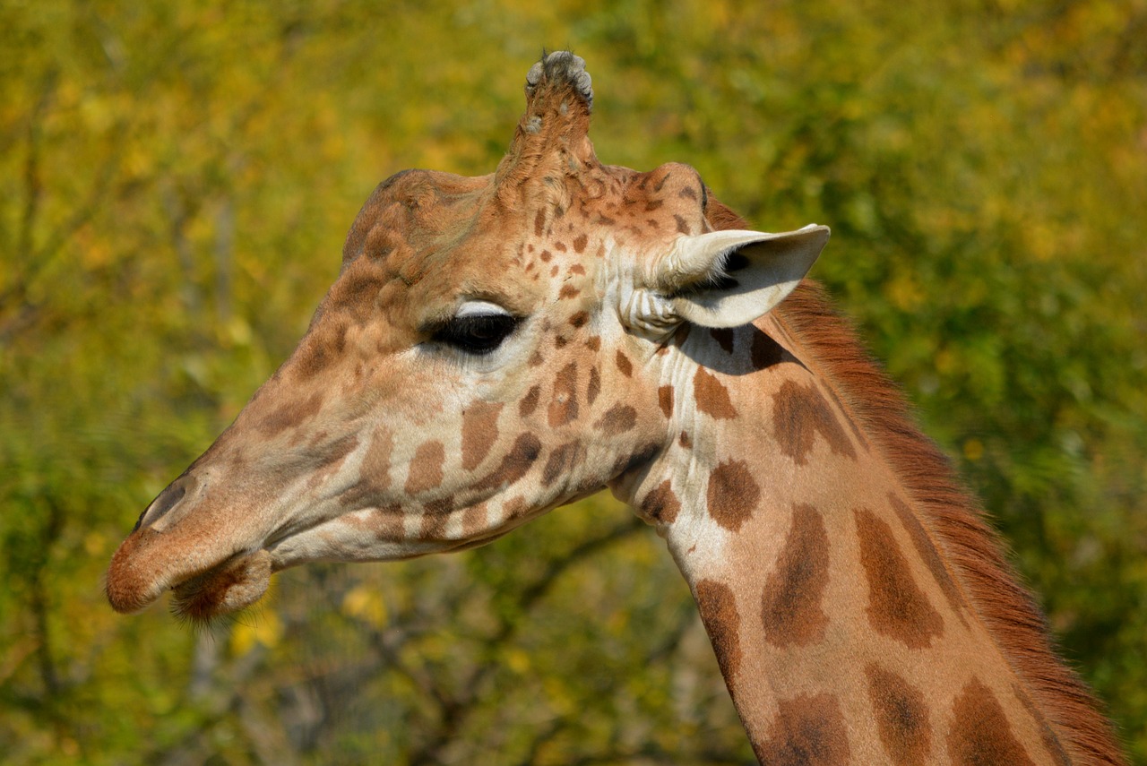 giraffe animal mammal free photo