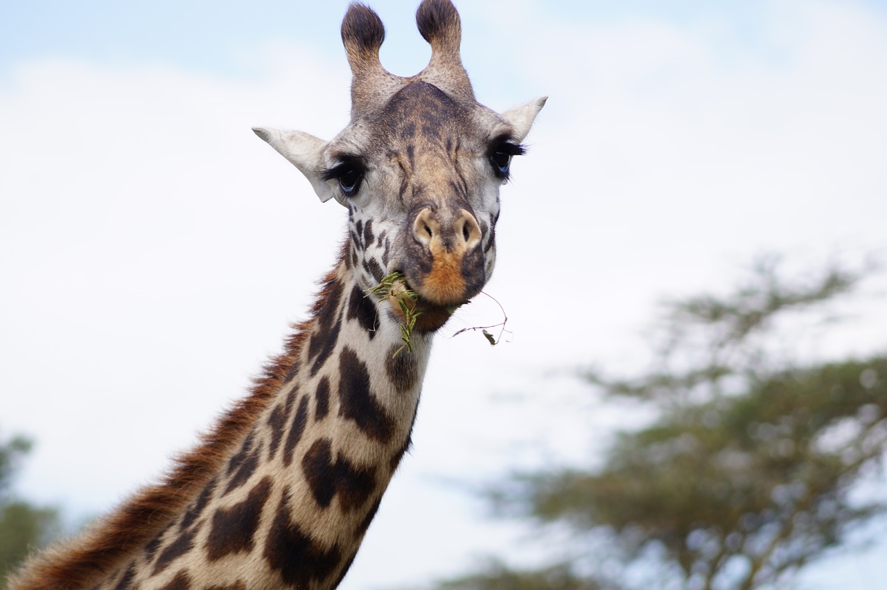 giraffe eating giraffe neck free photo