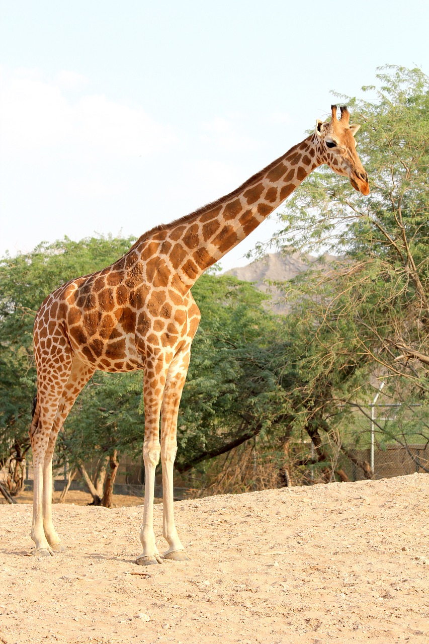 giraffe zoo park free photo