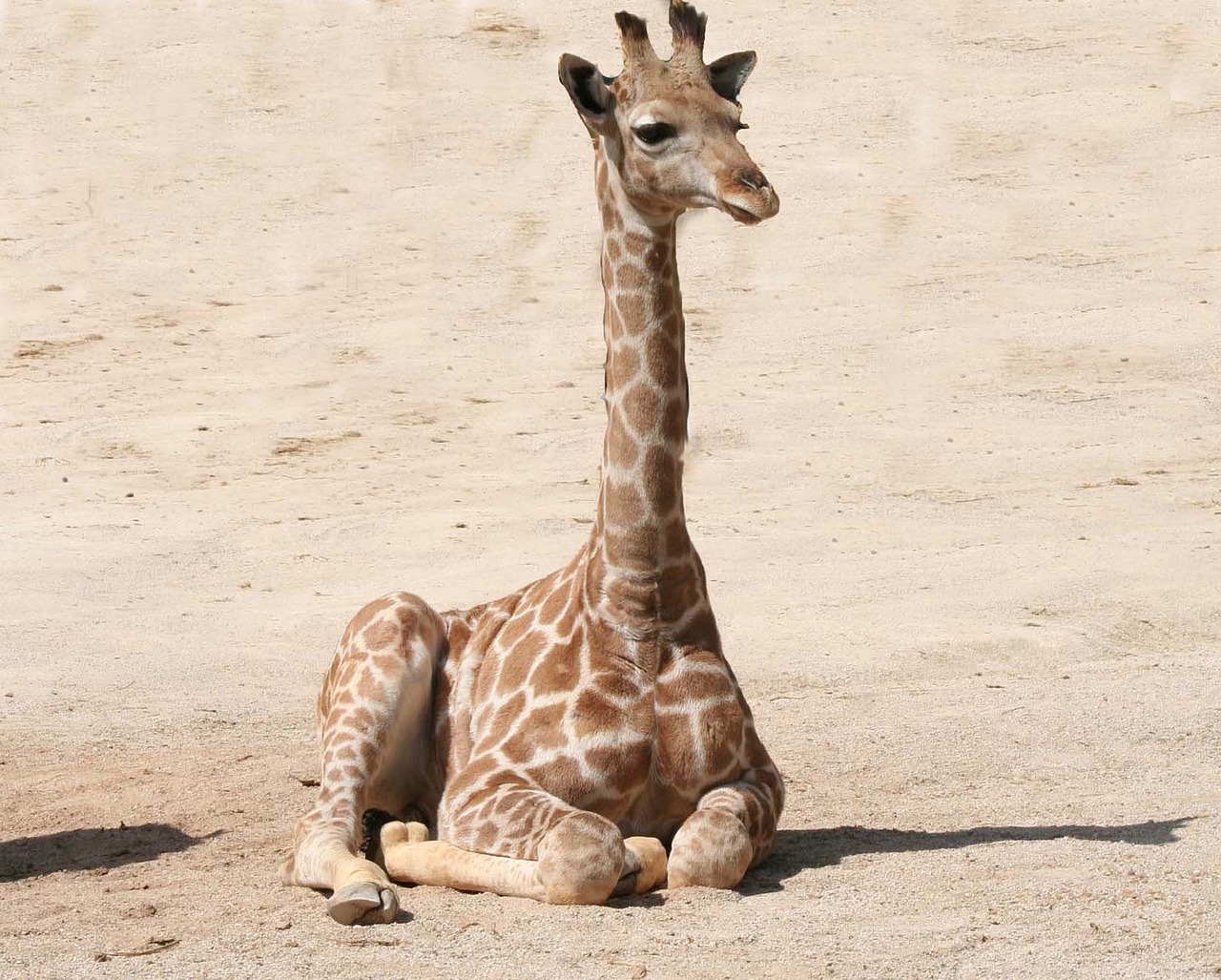 giraffe baby giraffe mammal free photo