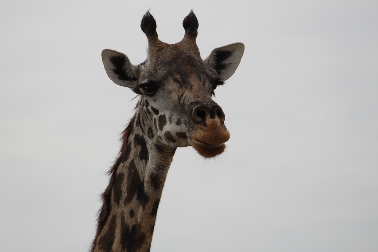 giraffe africa safari free photo