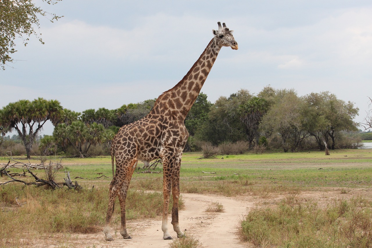 giraffe nature safari free photo