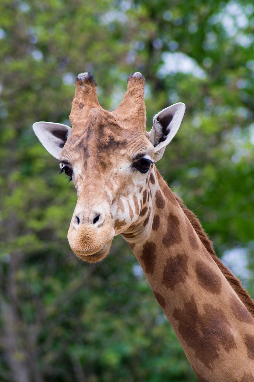 giraffe zoo animal free photo