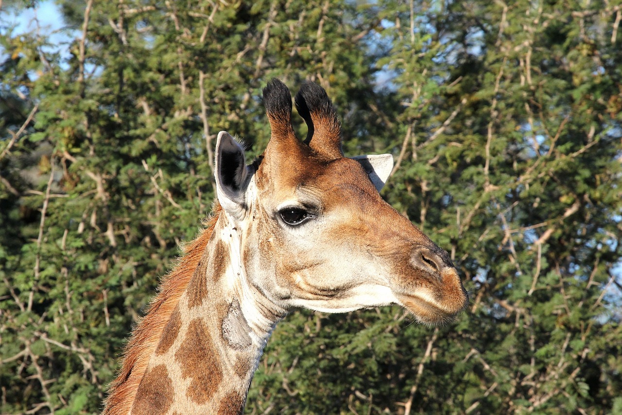 giraffe giraffe head wildlife free photo