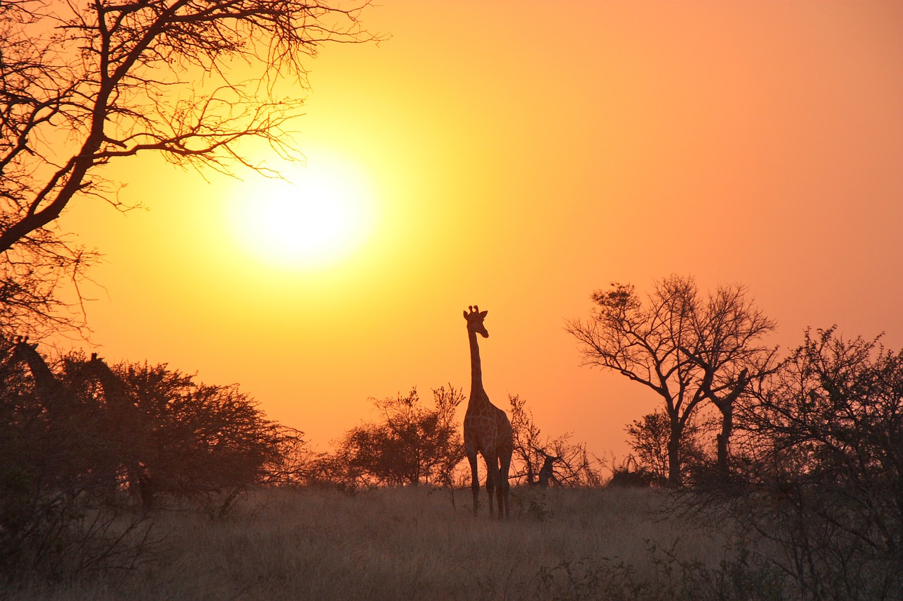 giraffe africa safari free photo