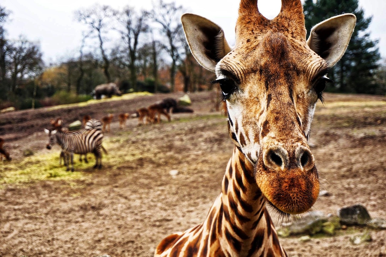 giraffe zebra hippo free photo