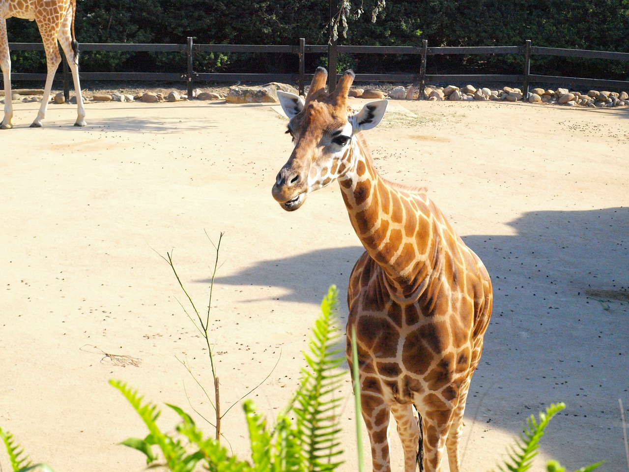 giraffe taronga zoo free photo