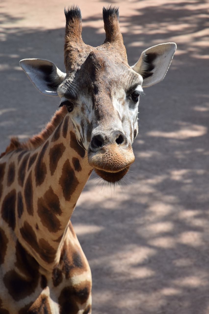 giraffe nature animals free photo