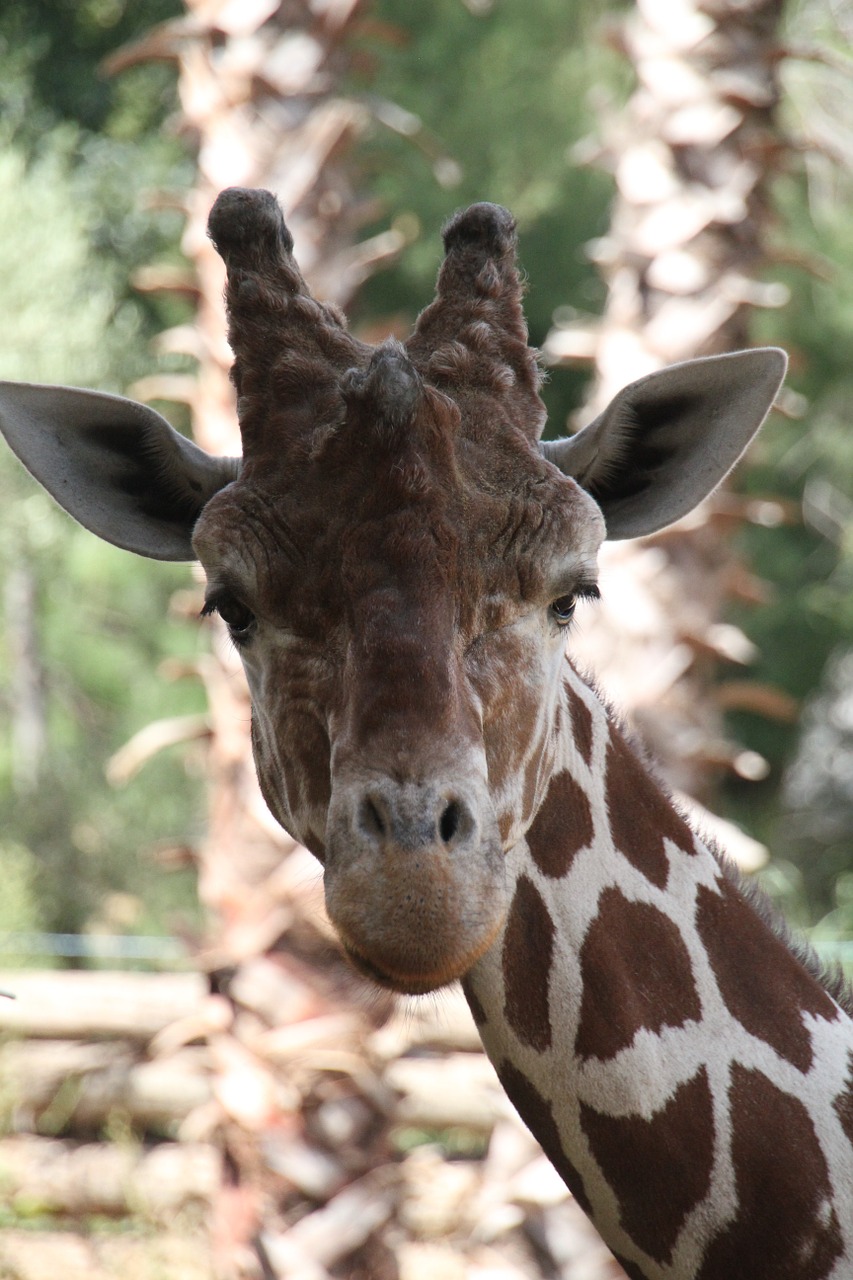 giraffe animal zoo free photo