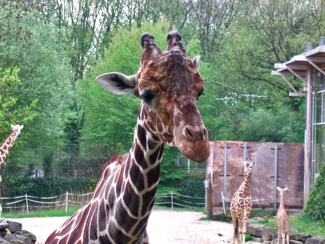 giraffe mammal zoo free photo