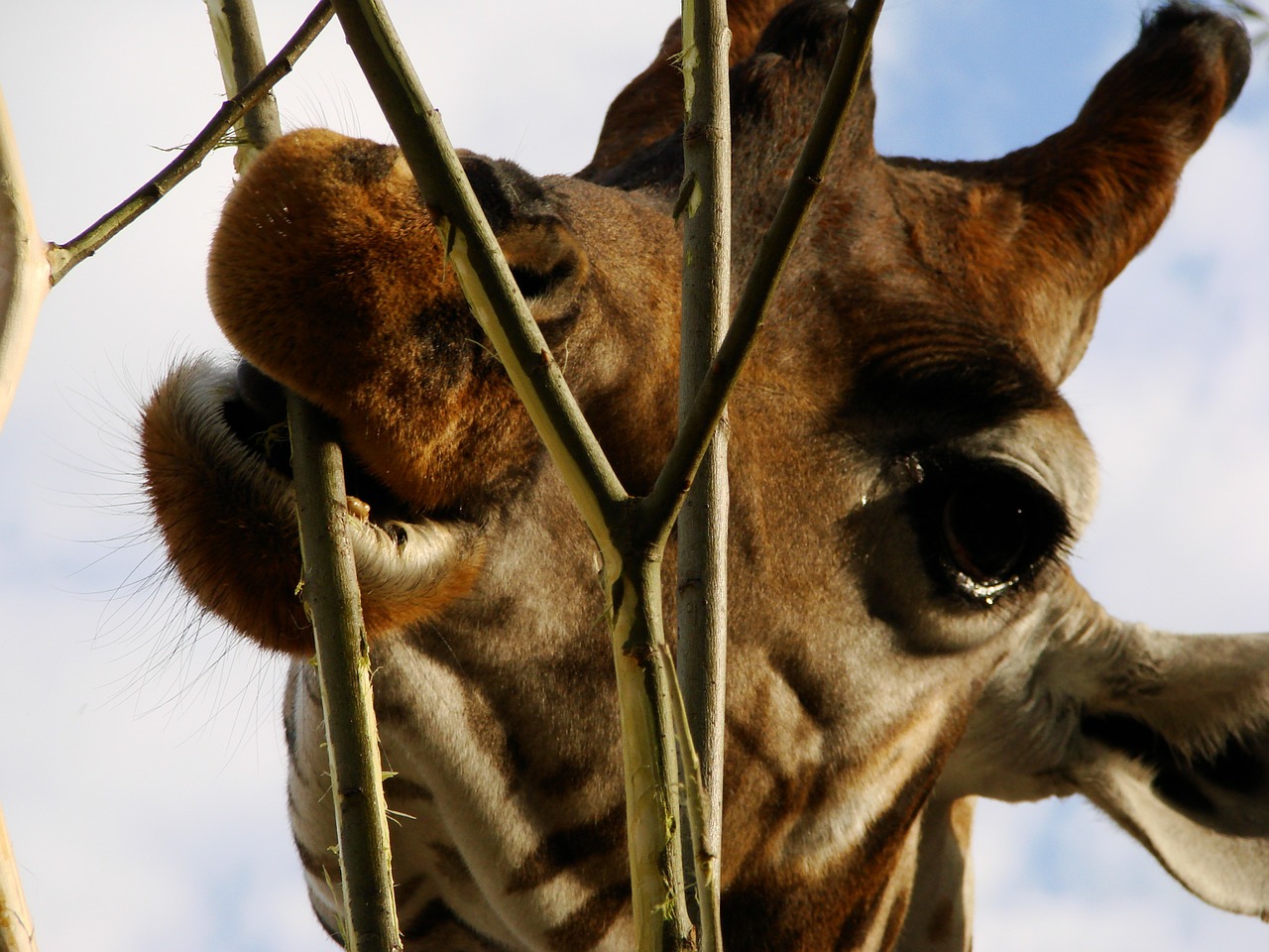 giraffe africa eat free photo