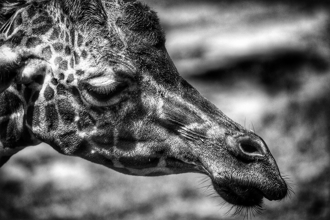 giraffe head face free photo