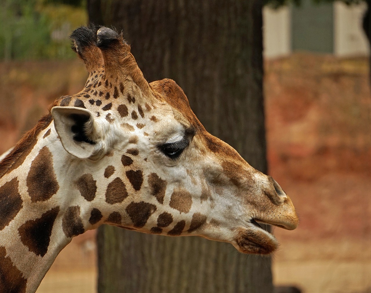 giraffe head close free photo