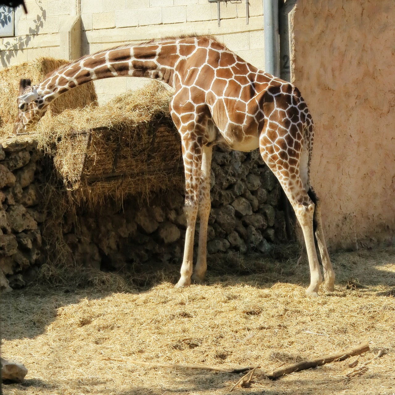 giraffe animal zoo free photo