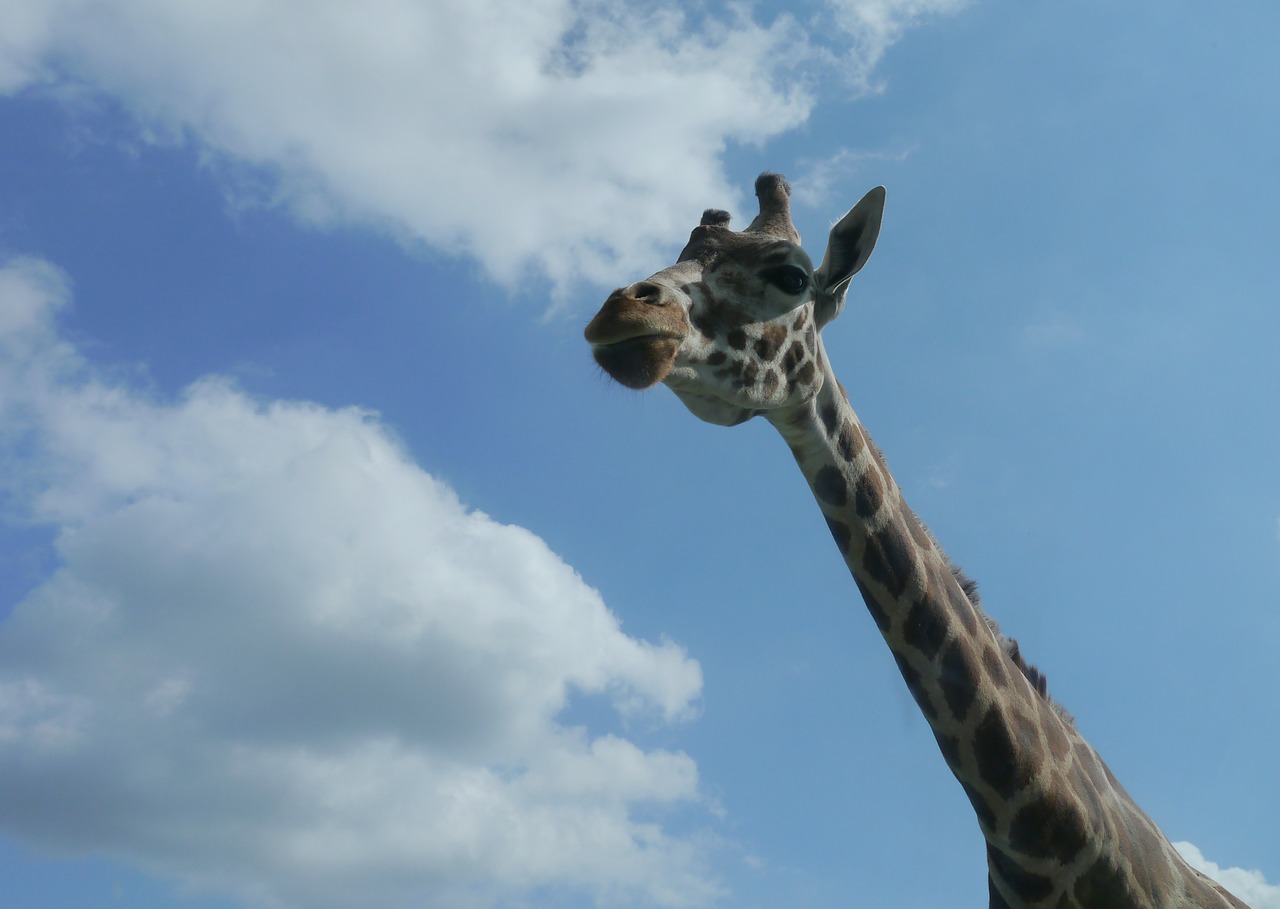 giraffe africa serengeti free photo