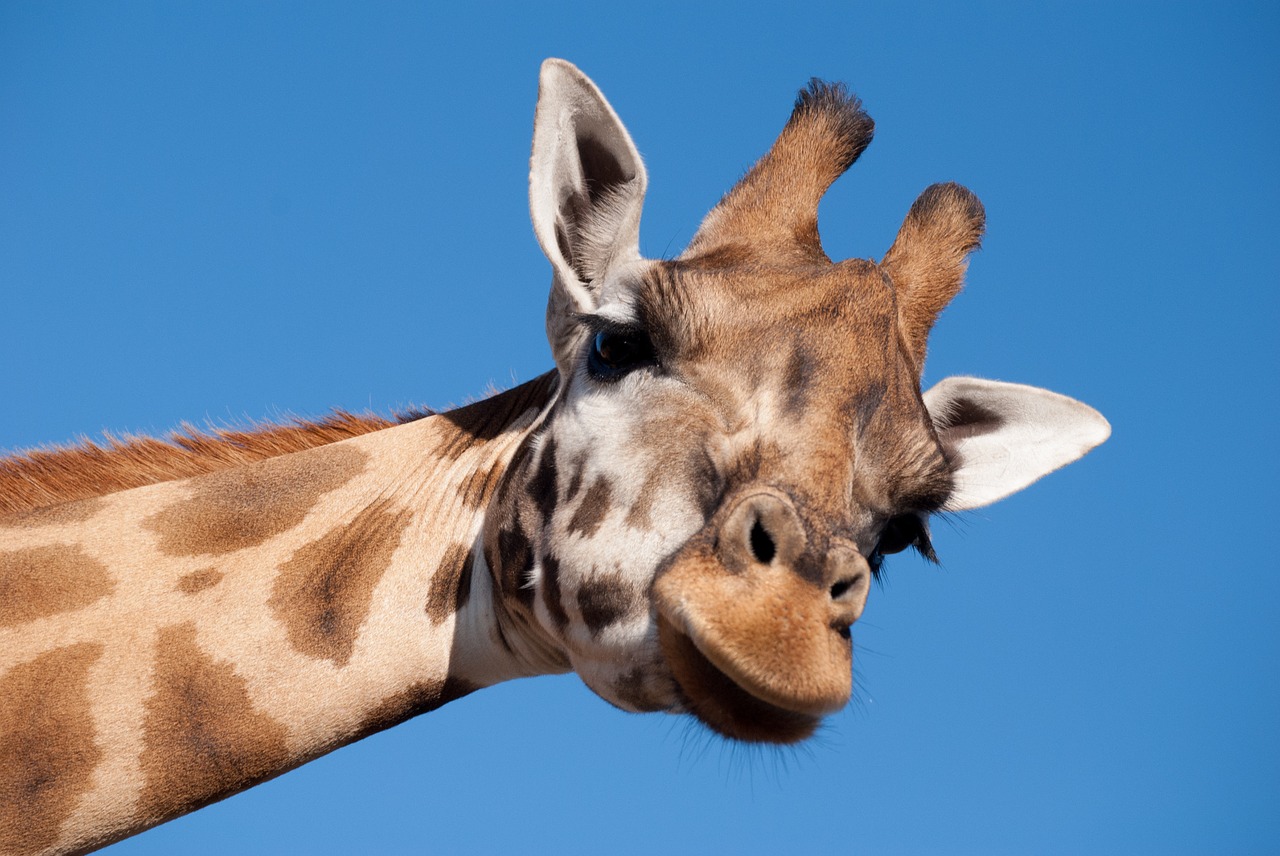 giraffe long neck zoo free photo