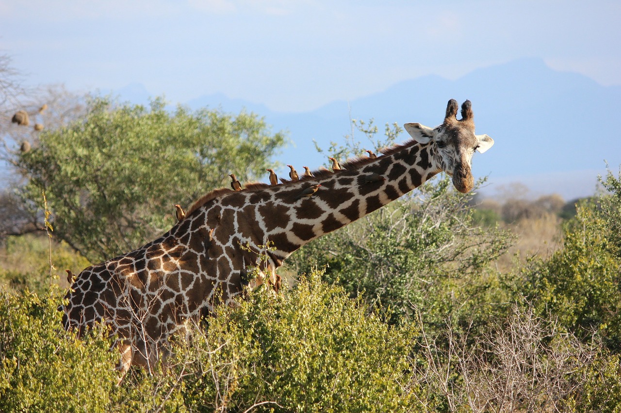 giraffe tsavo safari free photo