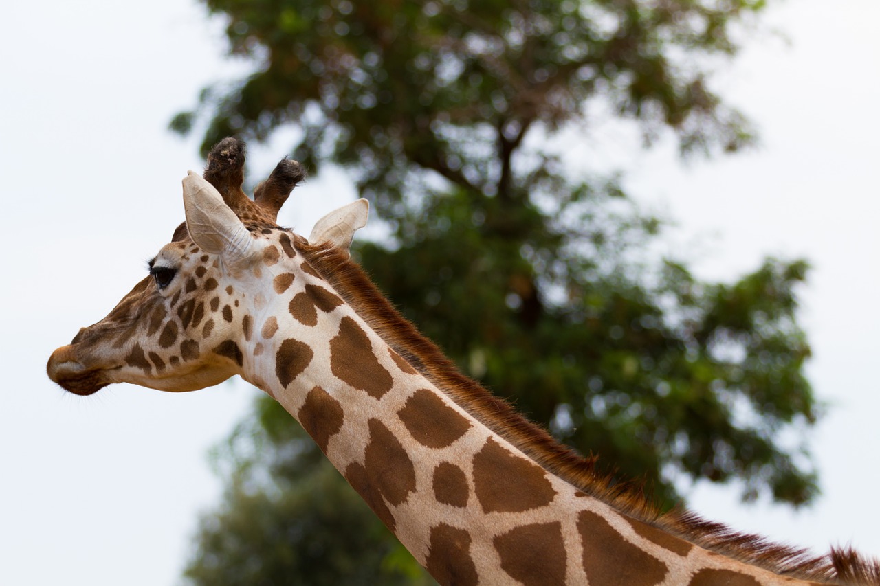 giraffe nature animals free photo