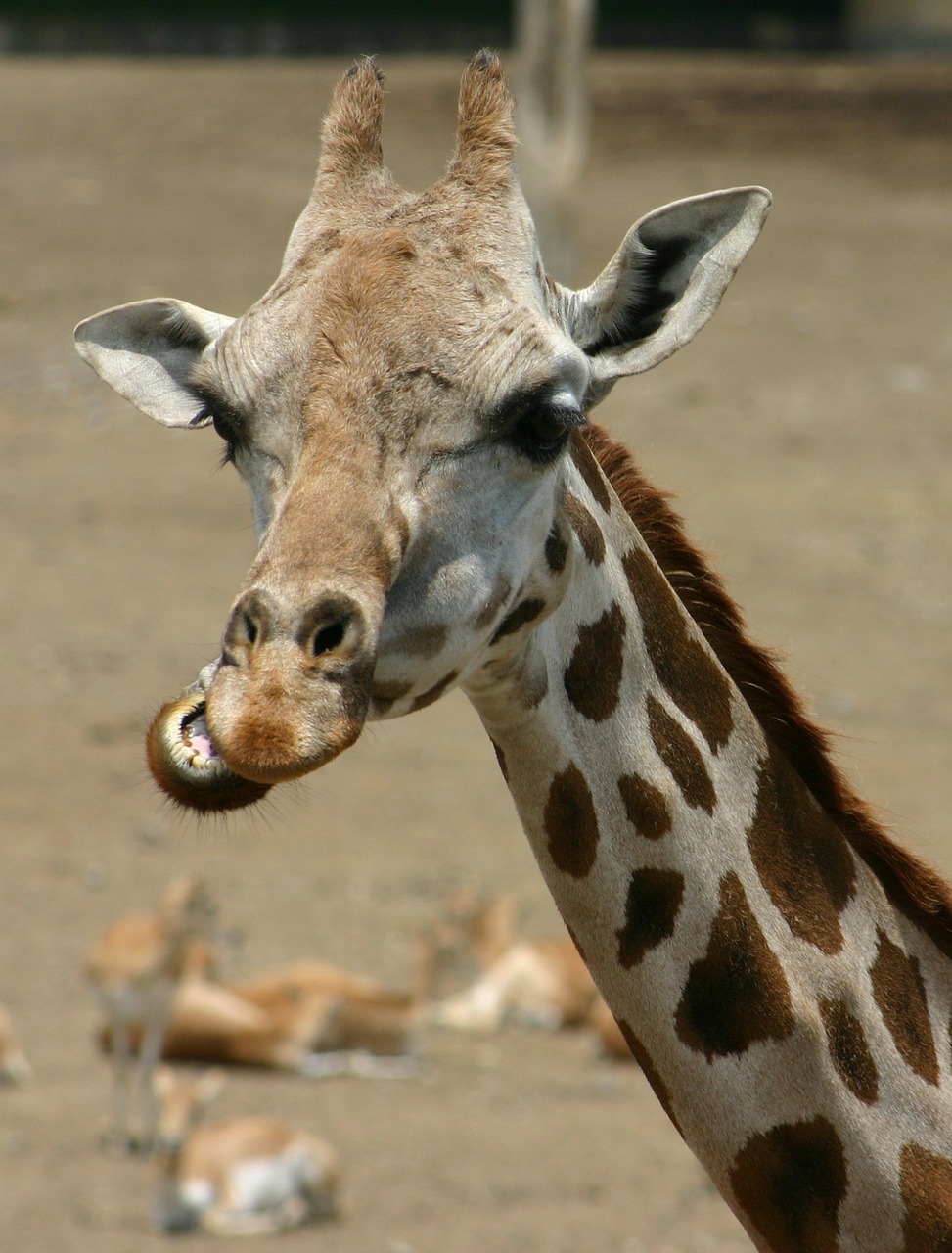 giraffe chewing head free photo