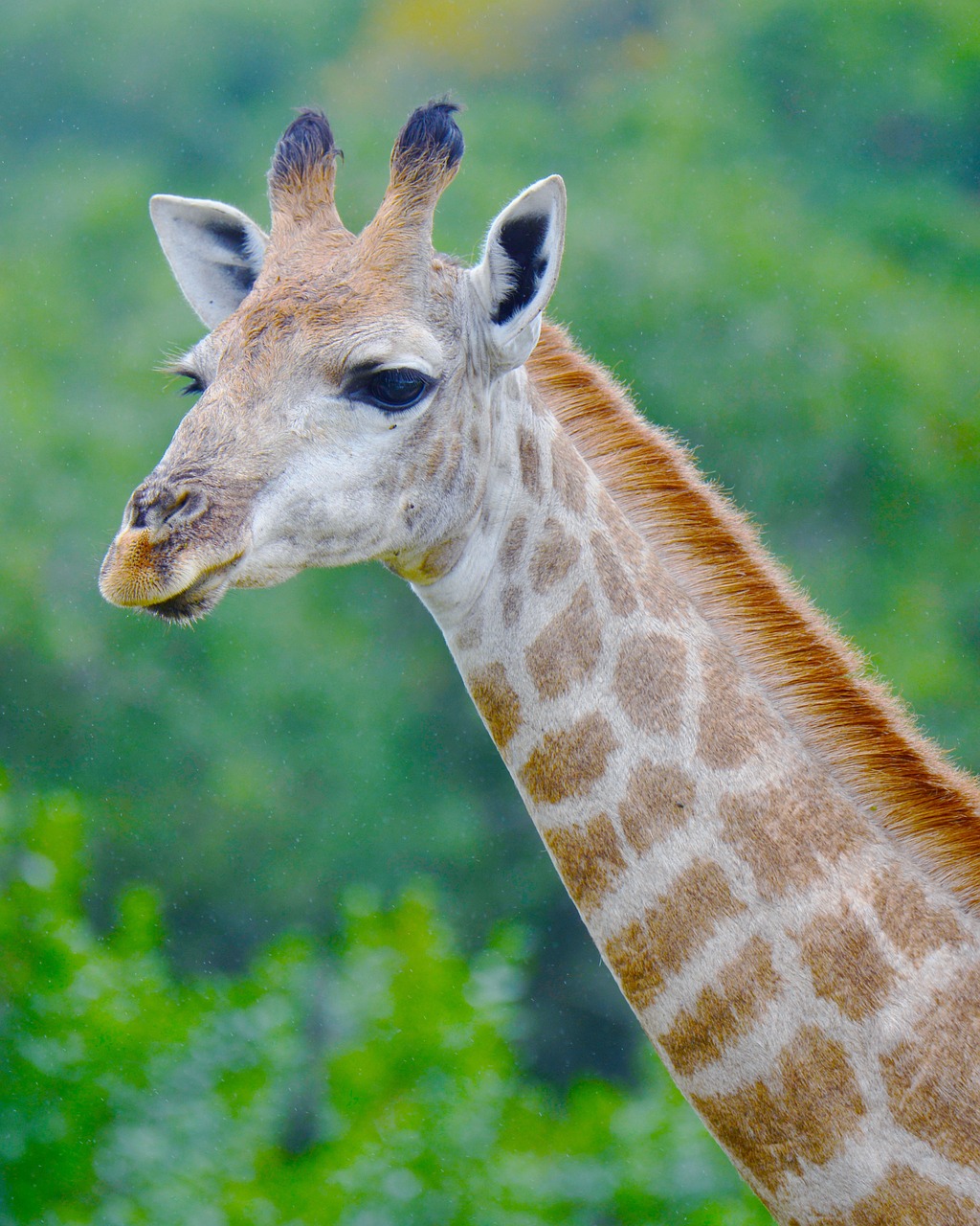 giraffe south africa seaview lion park free photo