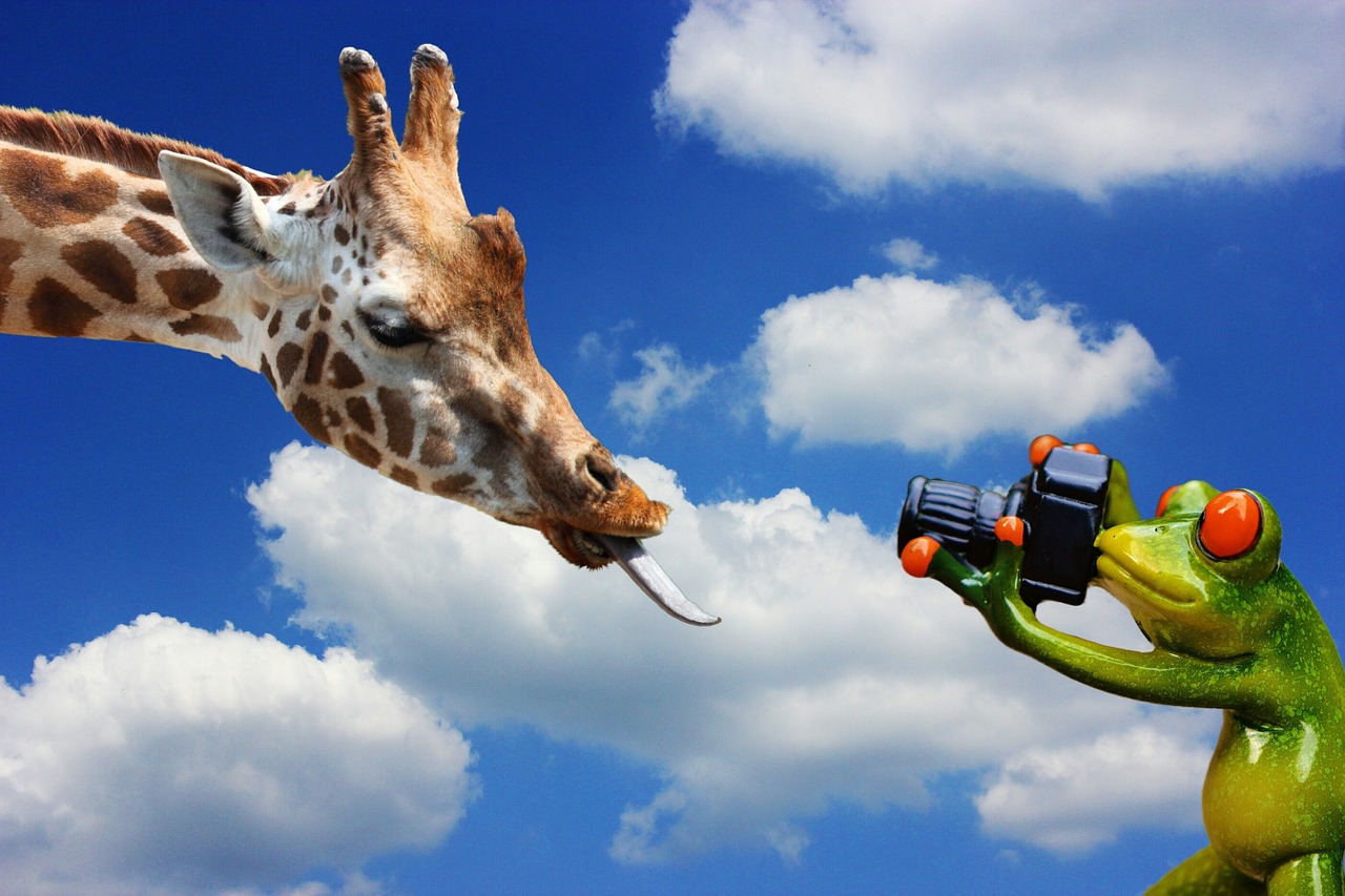 giraffe photograph frog free photo