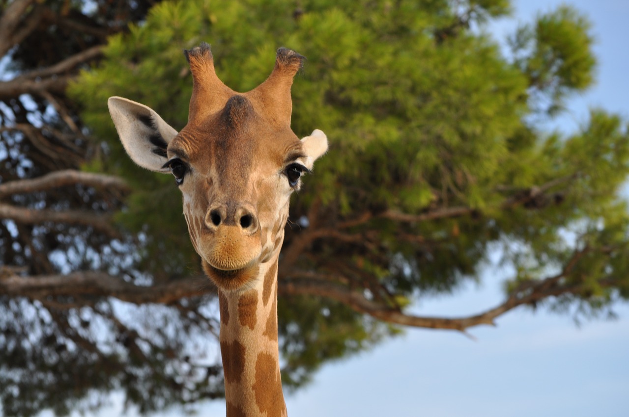 giraffe zoo wild free photo