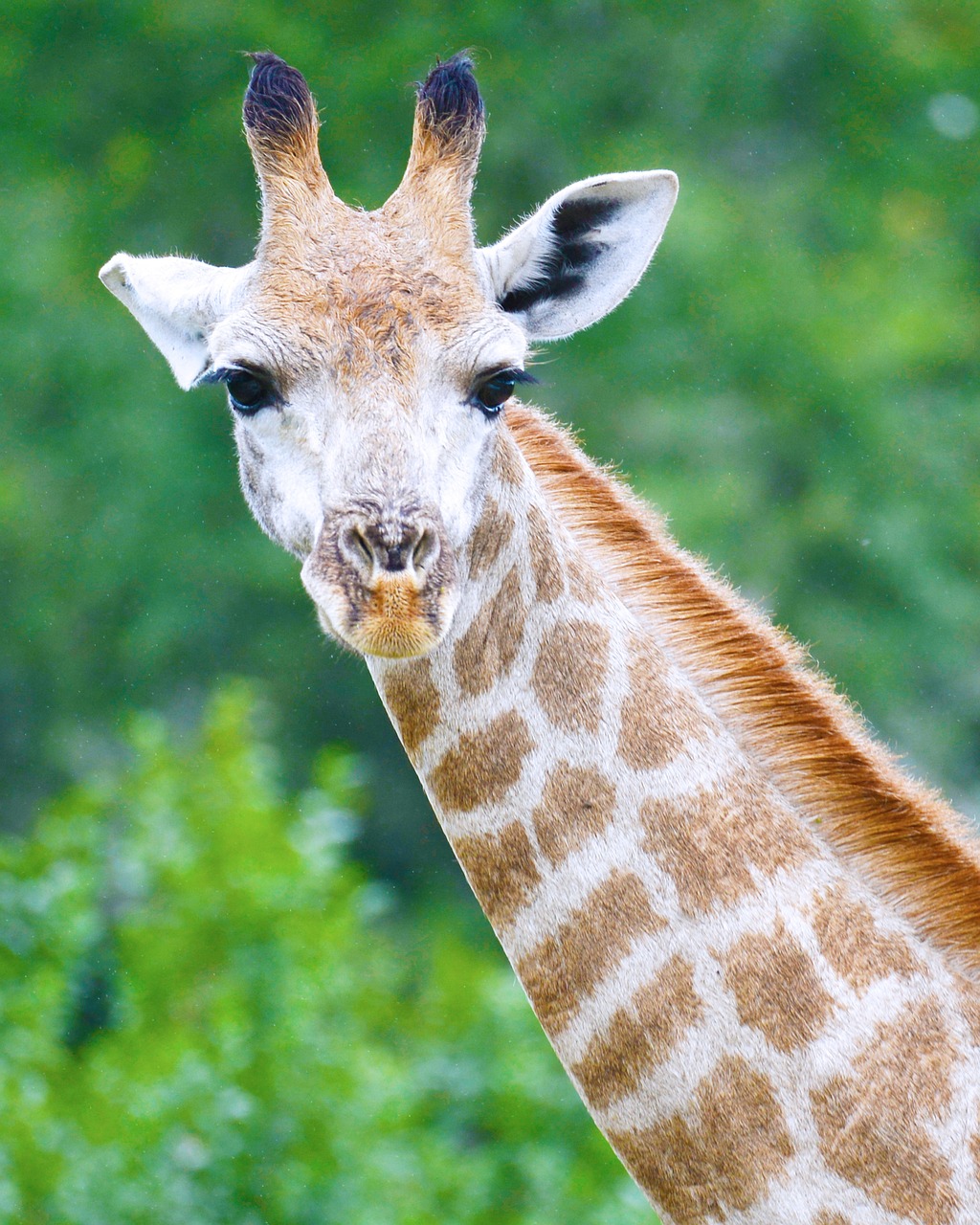 giraffe south africa safari free photo