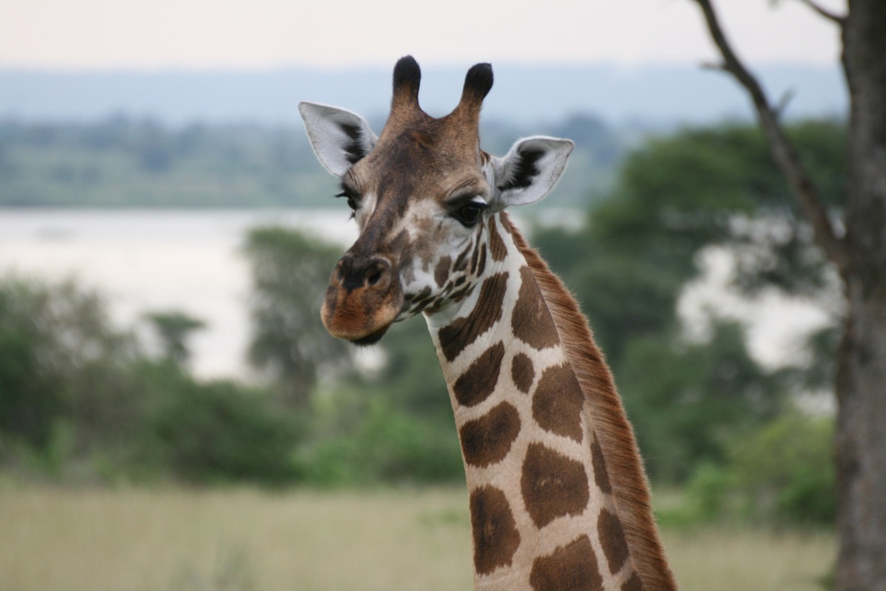 giraffe uganda animal free photo