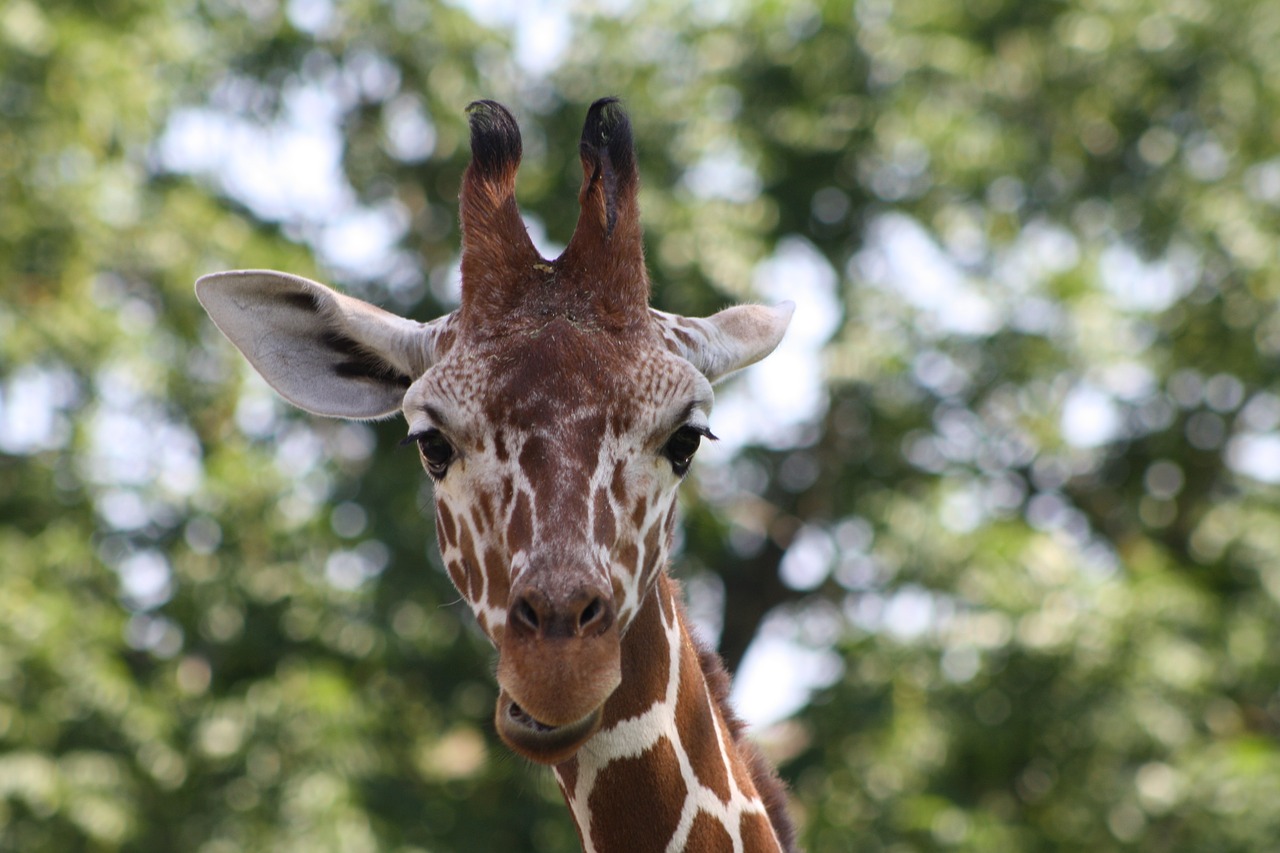 giraffe zoo head free photo