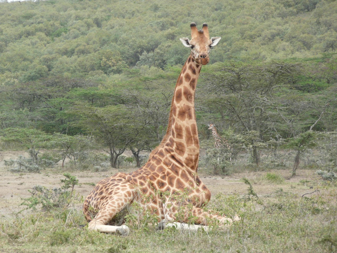 giraffe kenya safari free photo