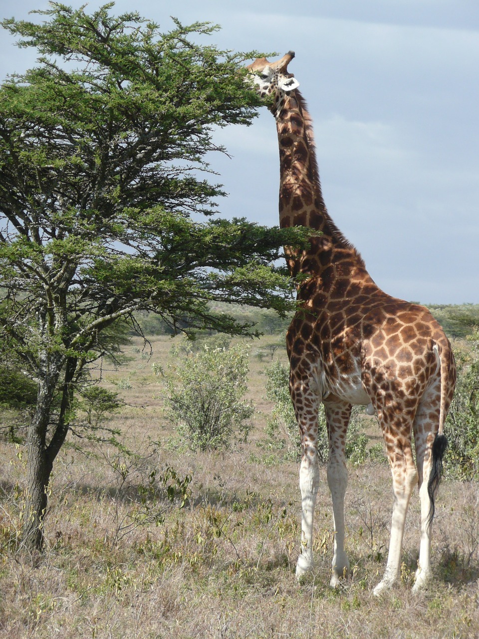 giraffe kenya safari free photo