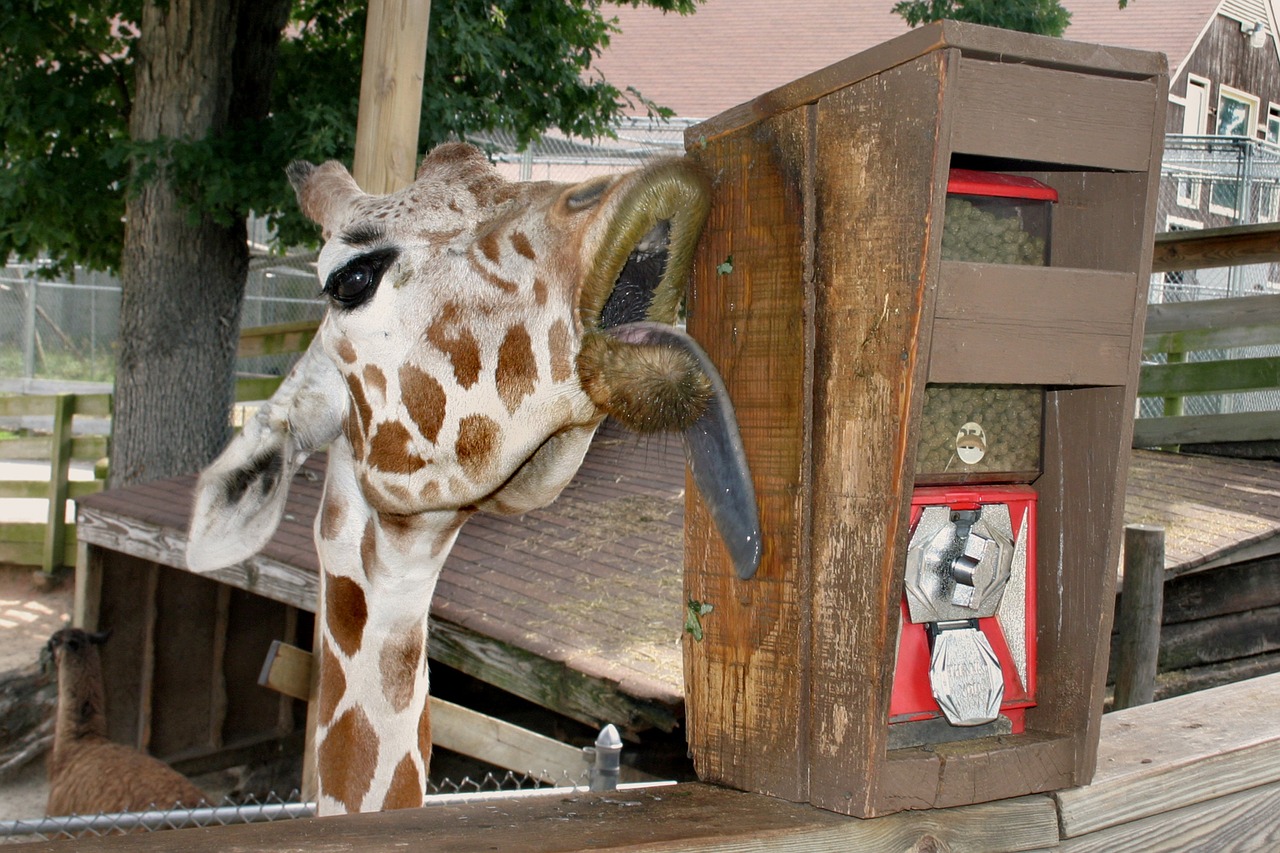 giraffe lick tongue free photo