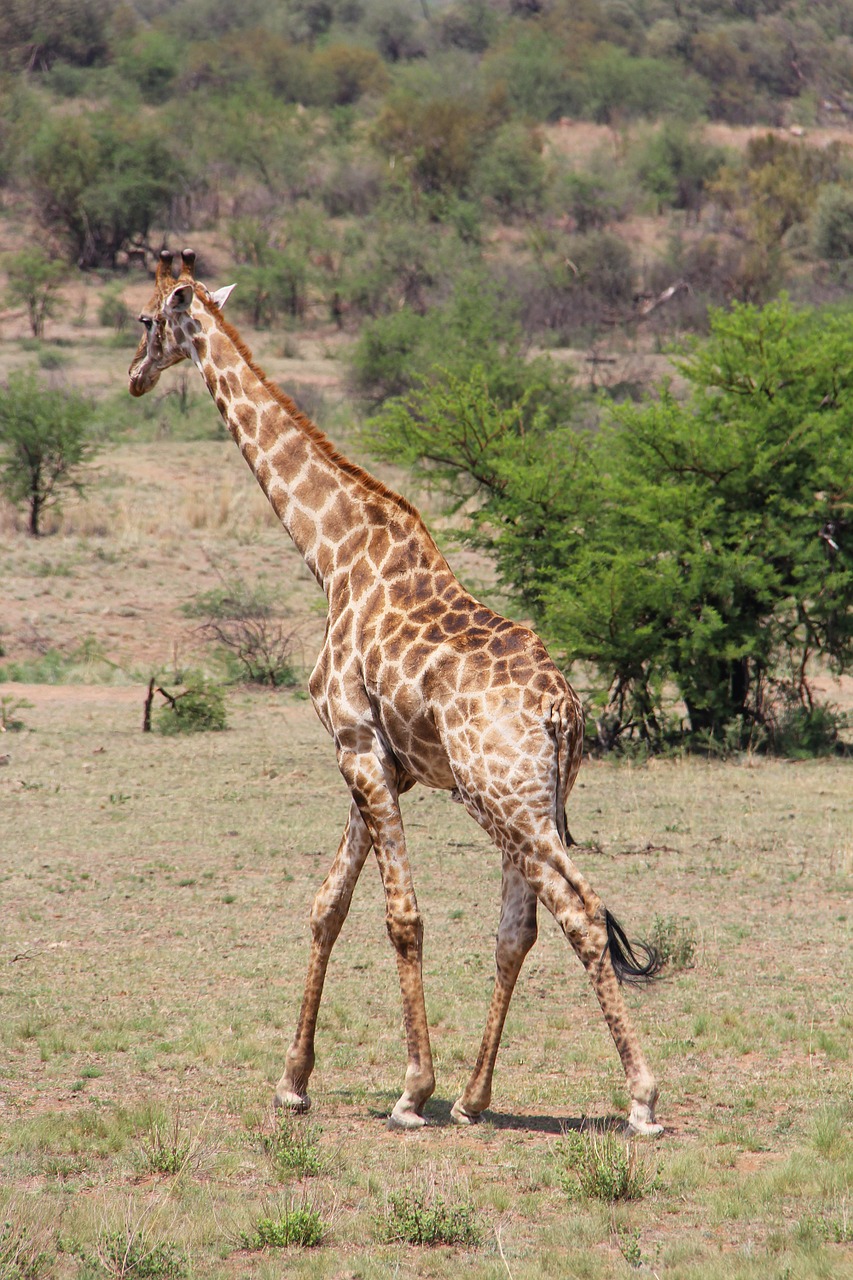 giraffe exciting adventure free photo
