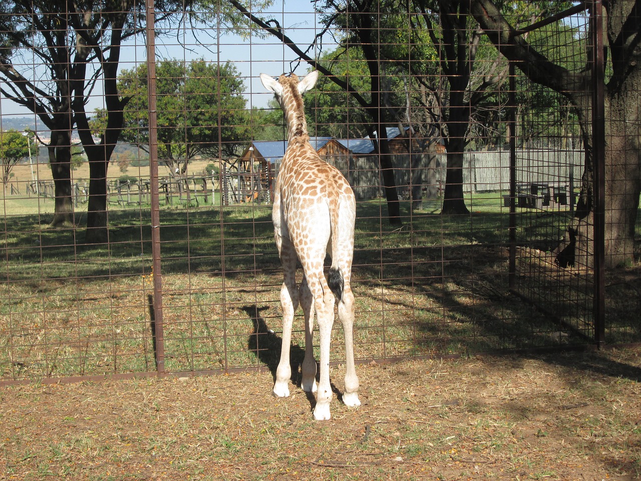 giraffe south africa park free photo