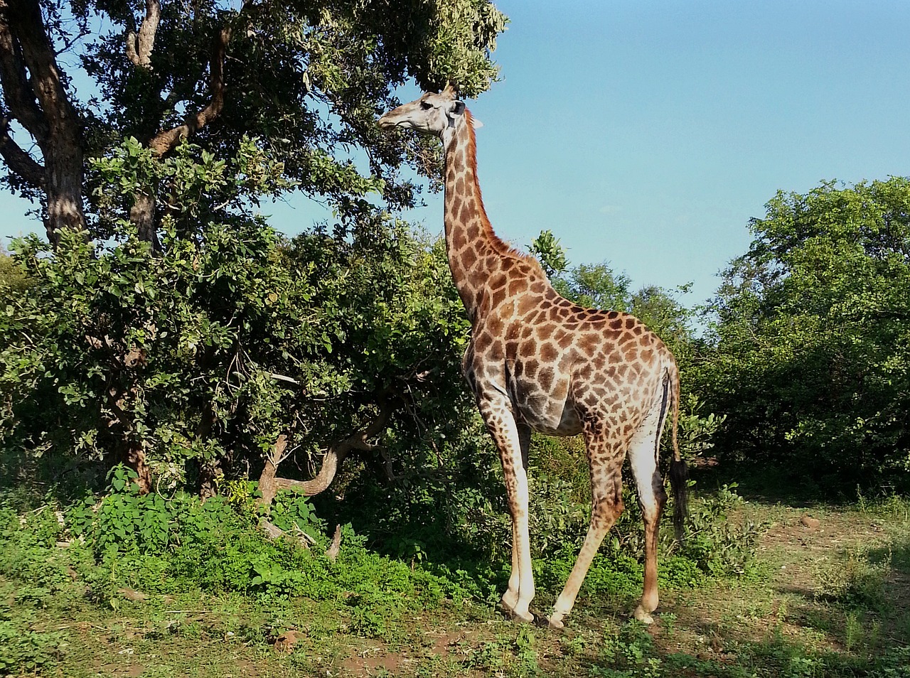 giraffe south africa kruger national park free photo