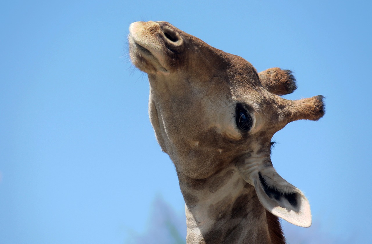 giraffe head animals free photo