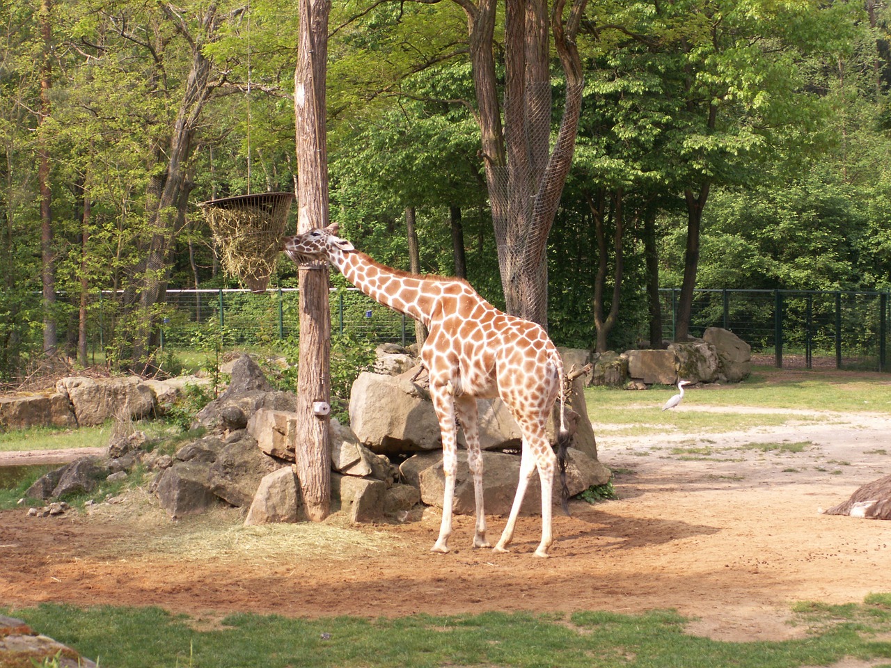 giraffe zoo nuremberg free photo