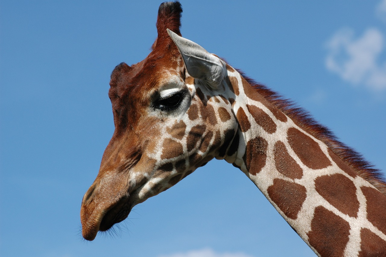 giraffe whipsnade zoo blue sky free photo