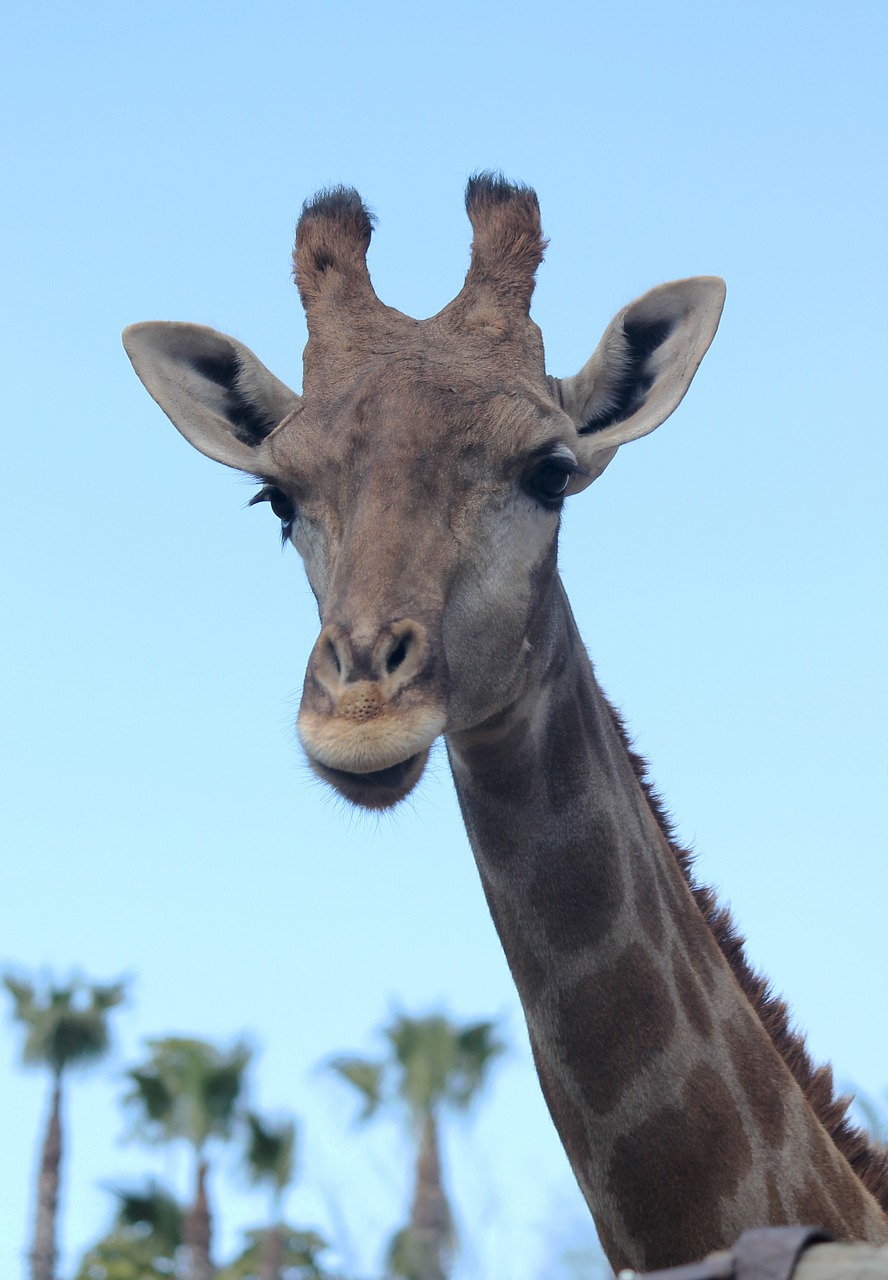giraffe neck animals free photo