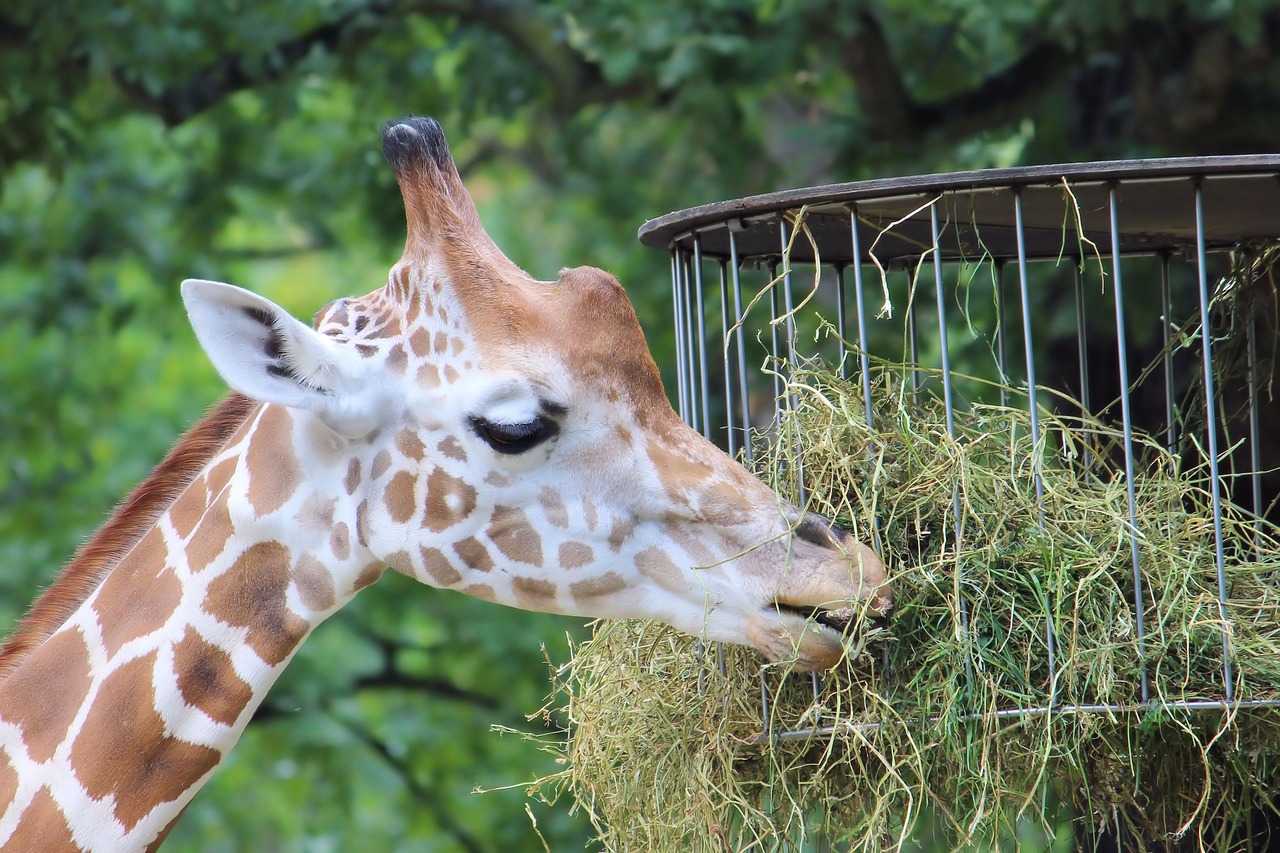 giraffe zoo berlin free photo